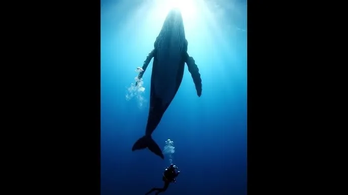 苹果4s怎么下载软件 - 深蓝星球：探索海洋深处的未知世界